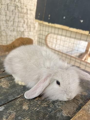bars bit dermani: BOZ renqli Çox gözəl Holland Lop balası satılır. ✅ Təxminən 1 — 5