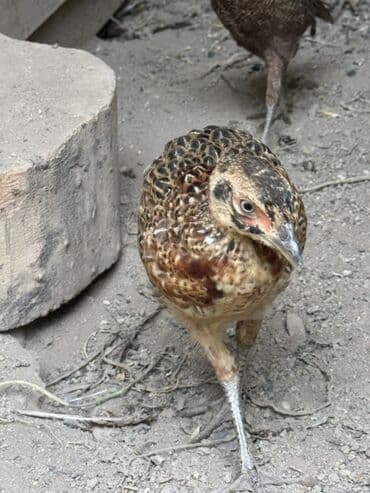 доска объявлений птицы: Qirqovullar satilir beceler ve illikler — 2