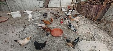 bantam: Toyuq, Damazlıq — 6