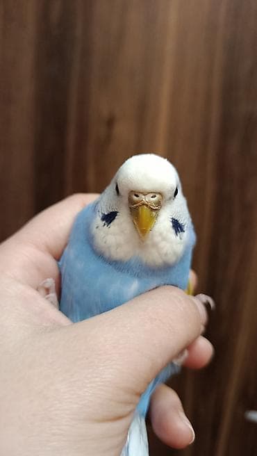 tutuquşlar: Ev dalğalı tutuquşu (melopsittacus undulatus) – mavi-rəngli (dişi) — 2