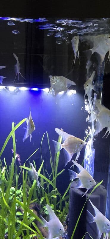 ko şamo: Mələk balığı (skalyari), Sülhsevər — 20