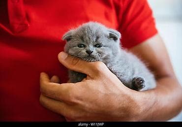 heyvanlar keci: Şotland yastı qulaq, Erkək, Dişi, Yaxşı əllərə, Ünvandan götürmə, Pulsuz çatdırılma, Ödənişli çatdırılma — 4