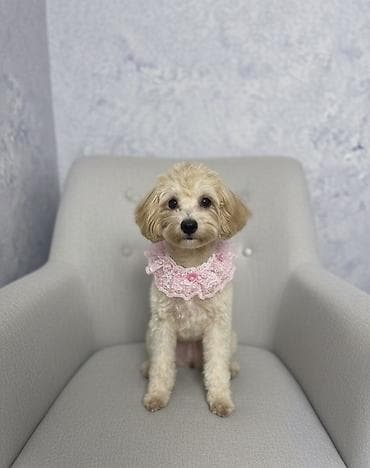 itlərin satşı: Pudel, 8 ay, Dişi, Peyvəndli — 3