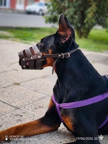 pişikler ucuz: Doberman, 3 il, Dişi, Cütləşmə üçün — 2