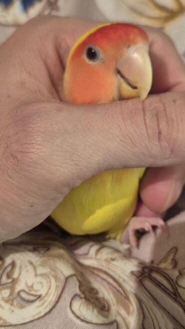 geref quşu: Nerazlucnik Rəngarəng lələkləri olan sevgi quşu. Bu parlaq rəngli quş — 5