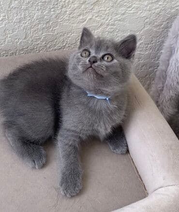 pişik şəkili: Şotland, Dişi, Erkək, Ünvandan götürmə — 15