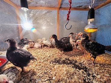 kend colpalari: Toyuq cücələri, Damazlıq, Ünvandan götürmə, Ödənişli çatdırılma — 2