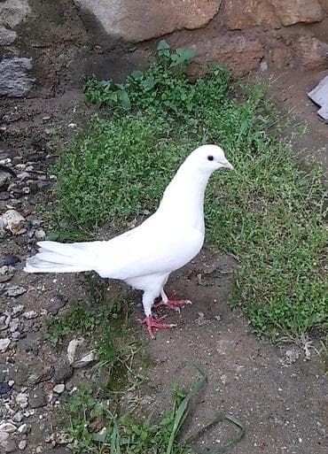 qirmizi bas goyercin: Orta 4 tuk boz quyrug erkey 14 tuk tutulma — 1