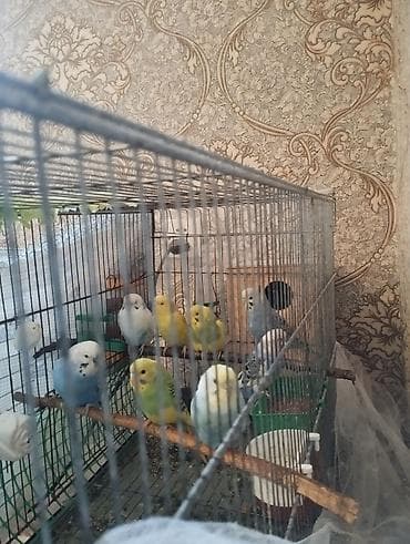 quş tasması: Satılır. öz baxdığım quslardi . tam sağlam — 2