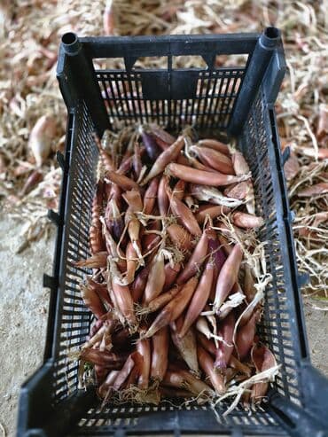 Alfa Romeo: Sekilde gorduyunuz saglam hovsan soganlari minimum 50 kq,100 kq — 2