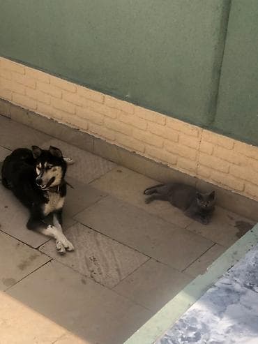 labrador iti: Sahibləndirilir. 2 yaşı var dişidi qısırlardırılıb. İt masazırdadı — 3