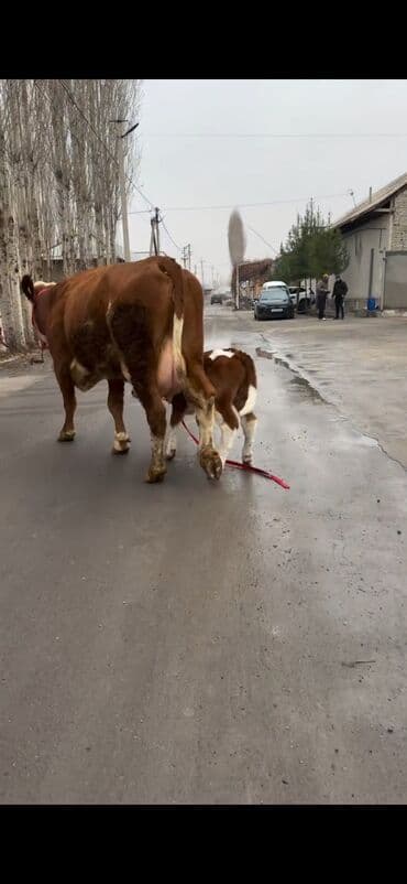 sabuncu heyvan bazari: Satılır: inək bala ilə - Cins: qırmızı-ağ rəngdə, ətlik-südlük tip — 1