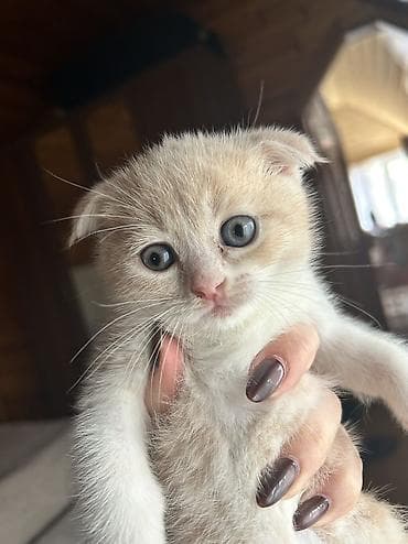 şirin pişiklər: Britan, Erkək — 1