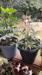 yeni il şənliyi 2022: Xalça — 55