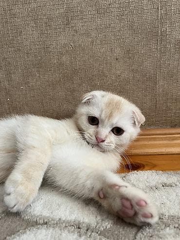 cuce satiwi: Şotland yastı qulaq, Erkək — 1