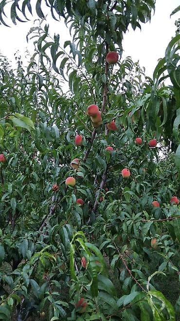 basavik satisi: 90 sot, Kənd təsərrüfatı, Mülkiyyətçi, Kupça (Çıxarış) — 5