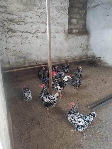 Heyvanlar üçün mallar: Toyuq, Damazlıq, Ödənişli çatdırılma — 1