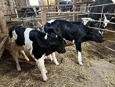 smental dana: 1 erkek 1 dişi — 4