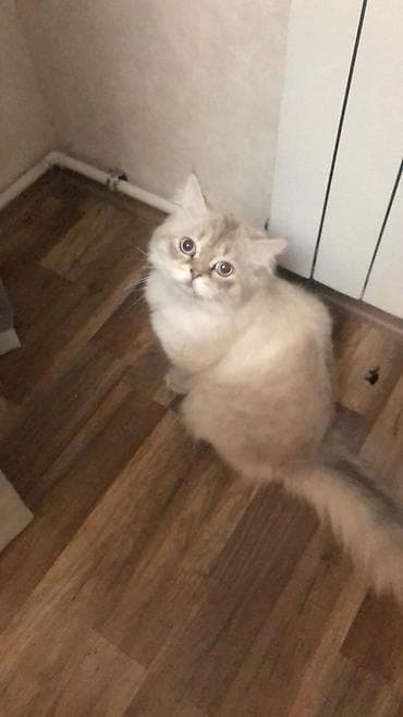 mal bazarı: İlan: Uzun tüklü ev pişiyi - Cins: Uzun tüklü (Persian tipli görünüş — 1