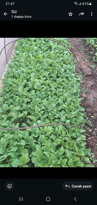 toyuq can eti: Tütün tingləri – açıq sahə üçün - Şəkildəki sahədə sıx və sağlam — 1