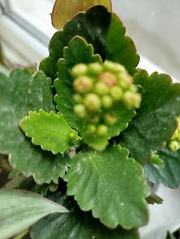 etotu bitkisi: Məhsul: Ev və ofis üçün dekorativ sukulent və kaktus kolleksiyası - — 6