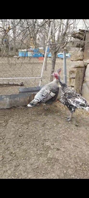 kend colpalari: Salam əlöyküm. Vidyoda Gördüyünüz 1 cüt Hinduşkalar satılır. Xoruz — 1