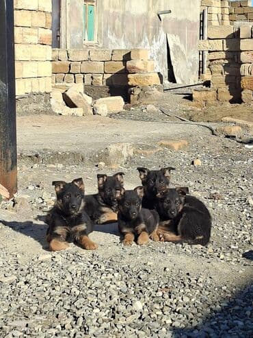 xaski bala: Alman çoban iti, 1 ay — 6