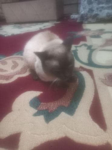 Quşlar: Siam, Yaxşı əllərə — 2