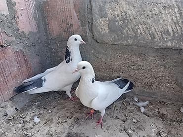 ev quşları haqqında melumat: Goyboyun goyquyruglar hazır cut altdarında yumurtası var onuda deyimki — 3