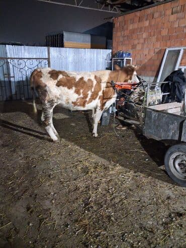 ana bala qoyun: Dişi, Simental, il: 6, Südlük, Ünvandan götürmə — 2