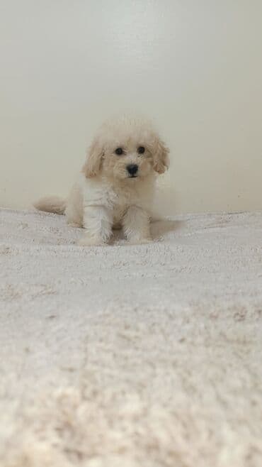 пудель в добрые руки: Пудель, 2 месяца, С прививками — 1