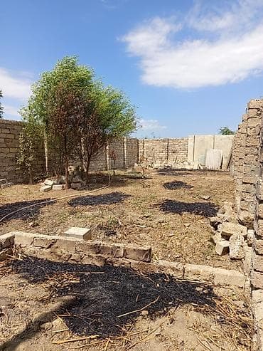 Tikinti