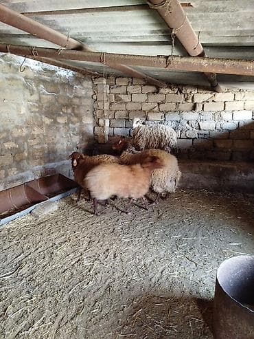 hind qusu satisi: 1 Qoç, 2 Qoyun. 1 Dişi şişək, 1 ci qarına bogazdi. 70, 80 kiloluq — 6
