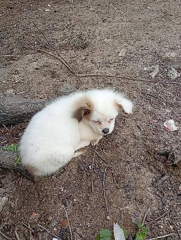 samoyed satılır: Pekines, 4 ay, Erkek, Peyvəndli, Ödənişli çatdırılma — 2