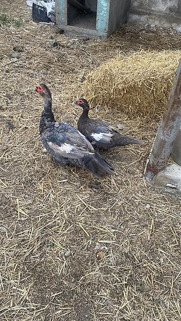 ev itderi: Cutu 65 manat ….Muscovy ördəkləri (indoutka) – 2 baş - Cins: Muscovy — 3