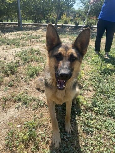 alman çoban köpeği: Alman çoban iti, 1 il, Dişi — 1