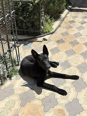 paroda it: Belçika çoban iti, 5 ay, Peyvəndli — 4