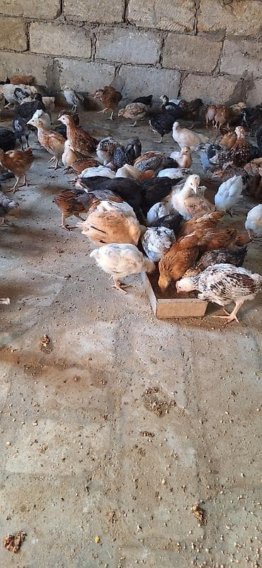 etlik cuce: Toyuq cücələri, Ətlik — 3