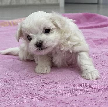 Digər heyvanlar: Malta bolonka — 7