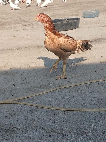 rəngli balıqlar: Malakan (Aseel tipli) xoruz – uzunboy, möhkəm skeletli, güclü ayaqlı — 7