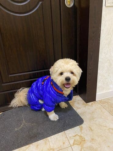 golden retriever balası satılır: Maltipu erkək (1 yaş 5 ay) Çox mehriban, oynağan və tam ev — 1