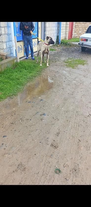 quzu satilir 2021: Kanqal, 1 il, Peyvəndli — 1