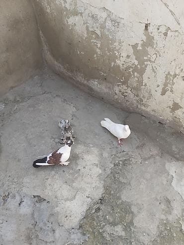 Животные: 3 dene qusdu 17 tukdu bir i 15 tukdu biri 13 tukdu unvan Bileceri — 4