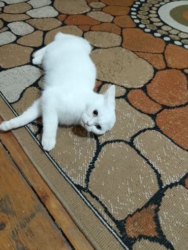 ağ haski: Dişi, Yaxşı əllərə — 5