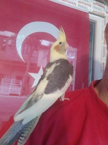 bülbül quşu: Salam. TAM SAĞLAM VİTAMİNLƏR PROFESSİONAL BİT DƏRMANİ VURULUB VƏ — 8