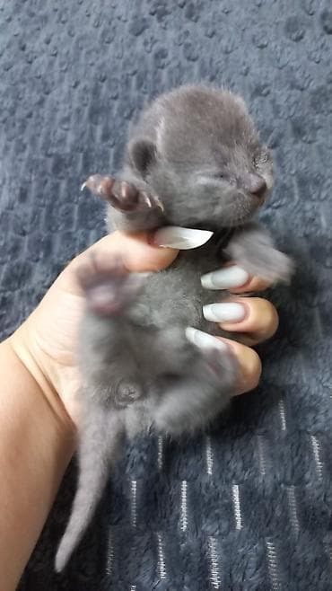 disi it adlari: Şotland — 8