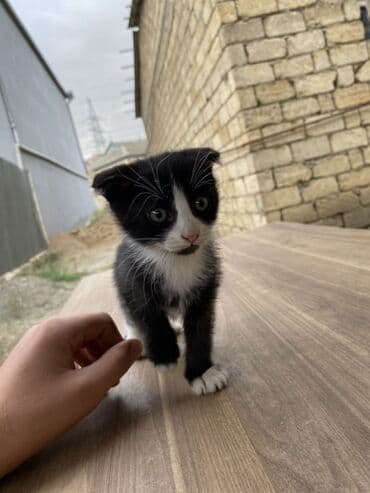 котенок в хорошие руки: Yaxşı əllərə — 1