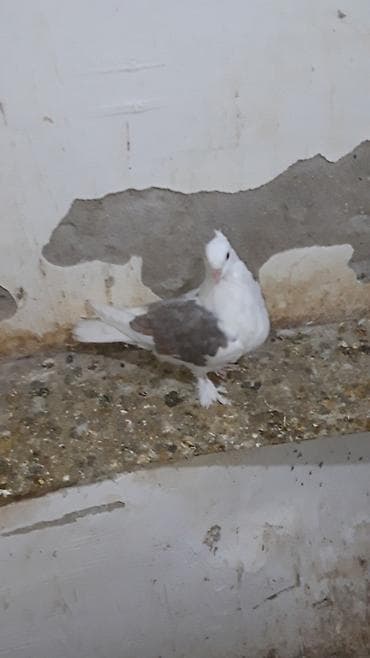 Göyərçinlər: Iran sortudu cep ax baw ax quyruq erkeydi — 2