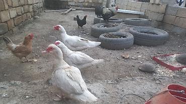 ordek bala: Düm ağ qar kimi Lal ordekler 2 fere 1 xoruz yumurtayan toyoqlarlada — 4