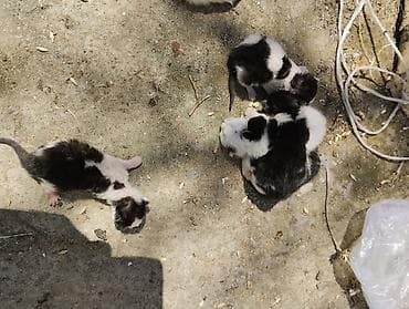 ağdaş yemi: Yaxşı əllərə — 2